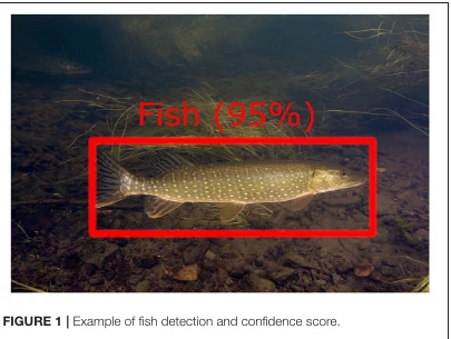 Underwater image of a fish enclosed by a red detection box labelled “Fish (95%).”